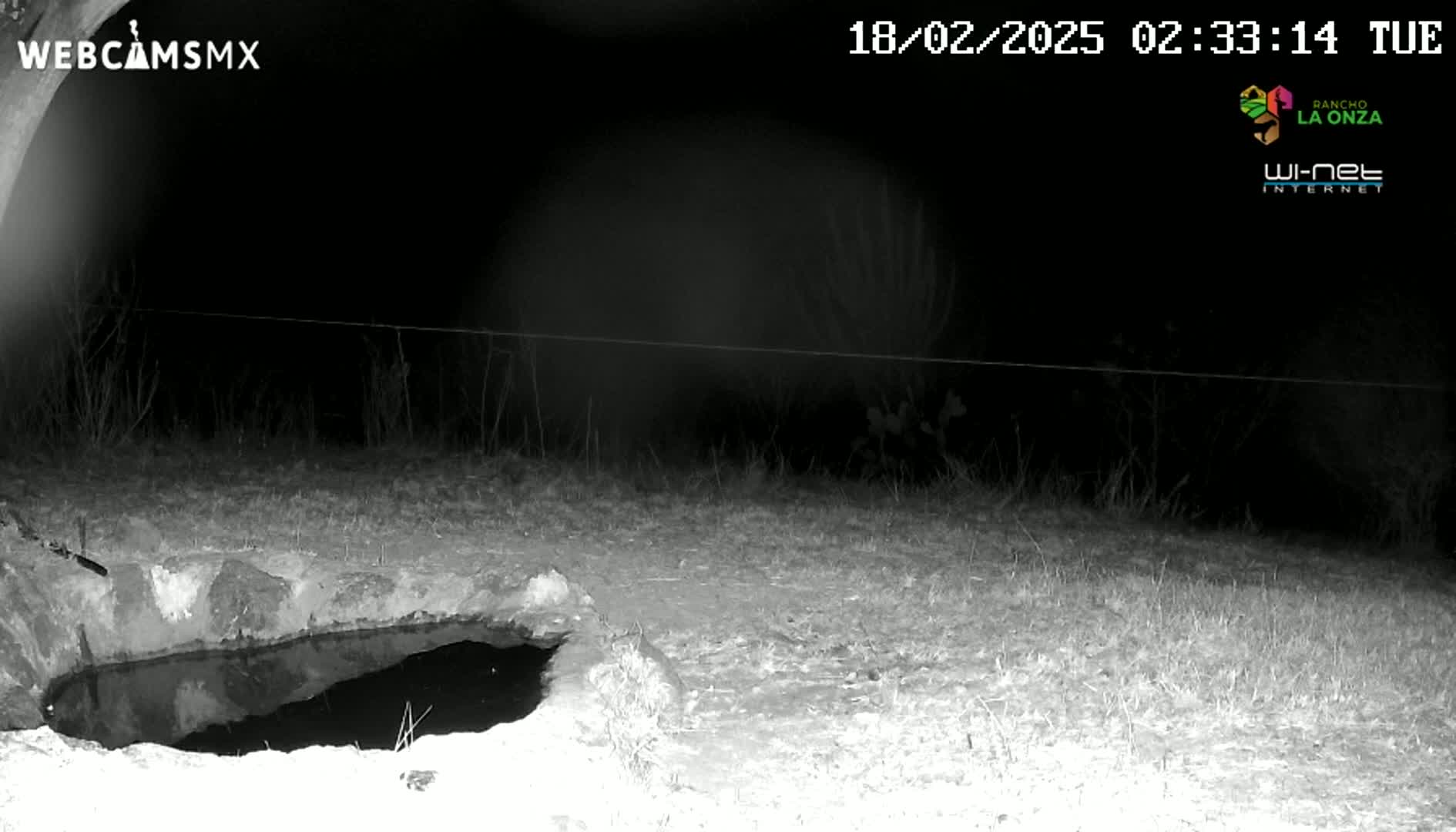 A nighttime, infrared image shows a small, dark pool of water next to a grassy area, with a thin wire fence visible in the background.