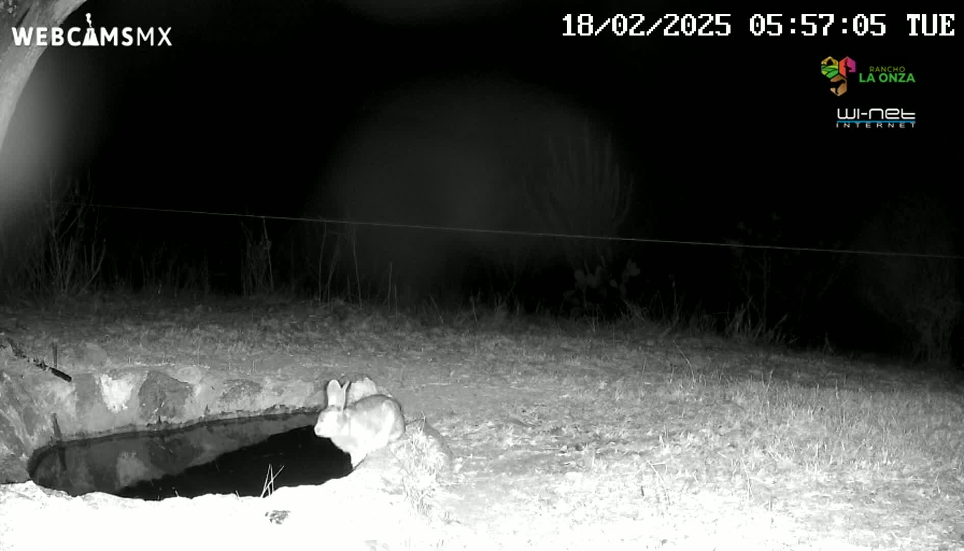 At night, two rabbits drink from a small, dark pool of water next to a stone basin.