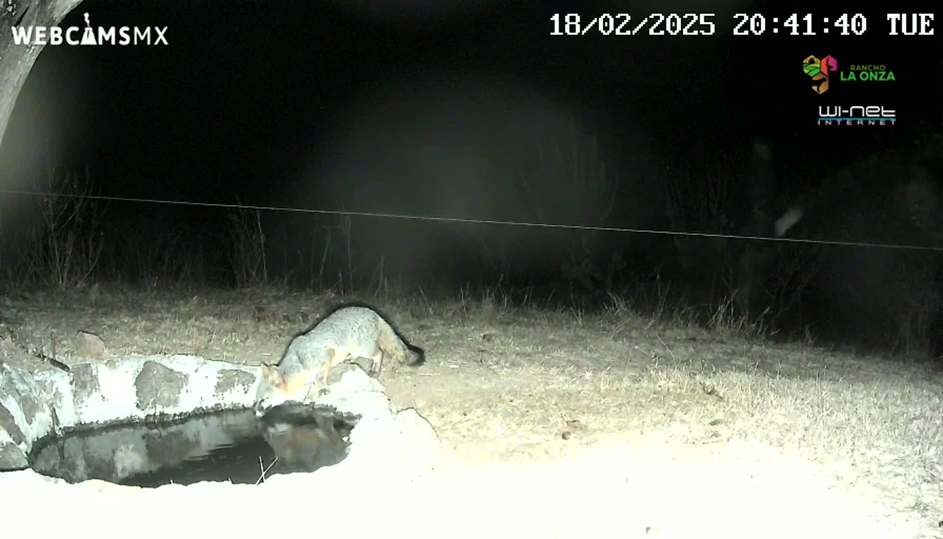 A gray fox drinks from a small stone water trough at night.