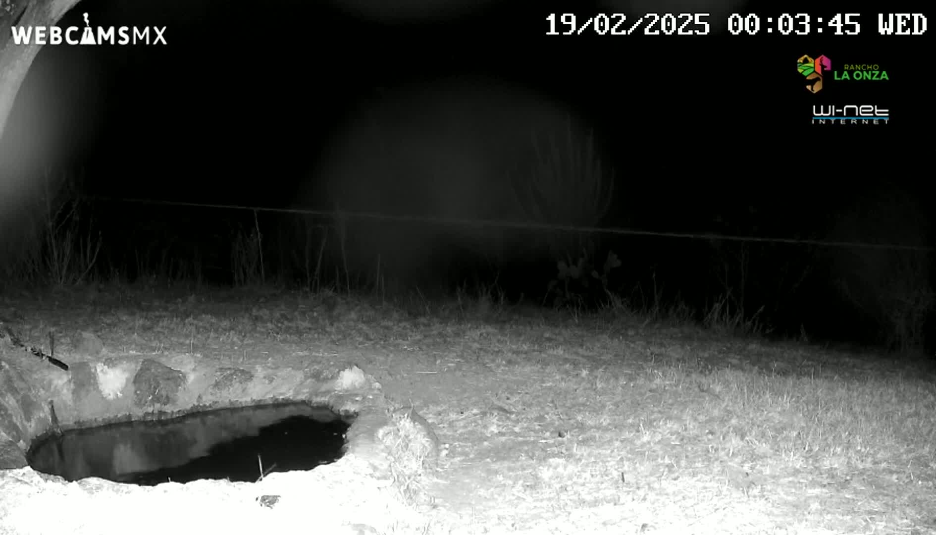A nighttime, infrared image shows a small, dark pool of water in a shallow, stone-lined depression in the ground, surrounded by sparse, dry-looking grass.