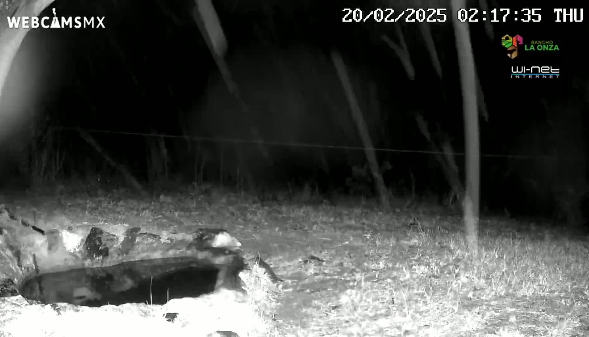 A dark-colored animal is near a shallow, dark body of water in a grassy area at night during a light rain.