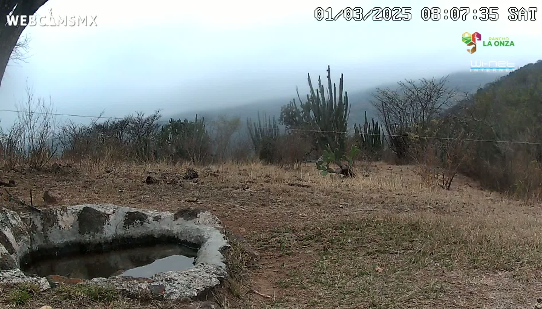 A foggy, dry landscape with sparse vegetation, including cacti, and a stone water trough in the foreground.