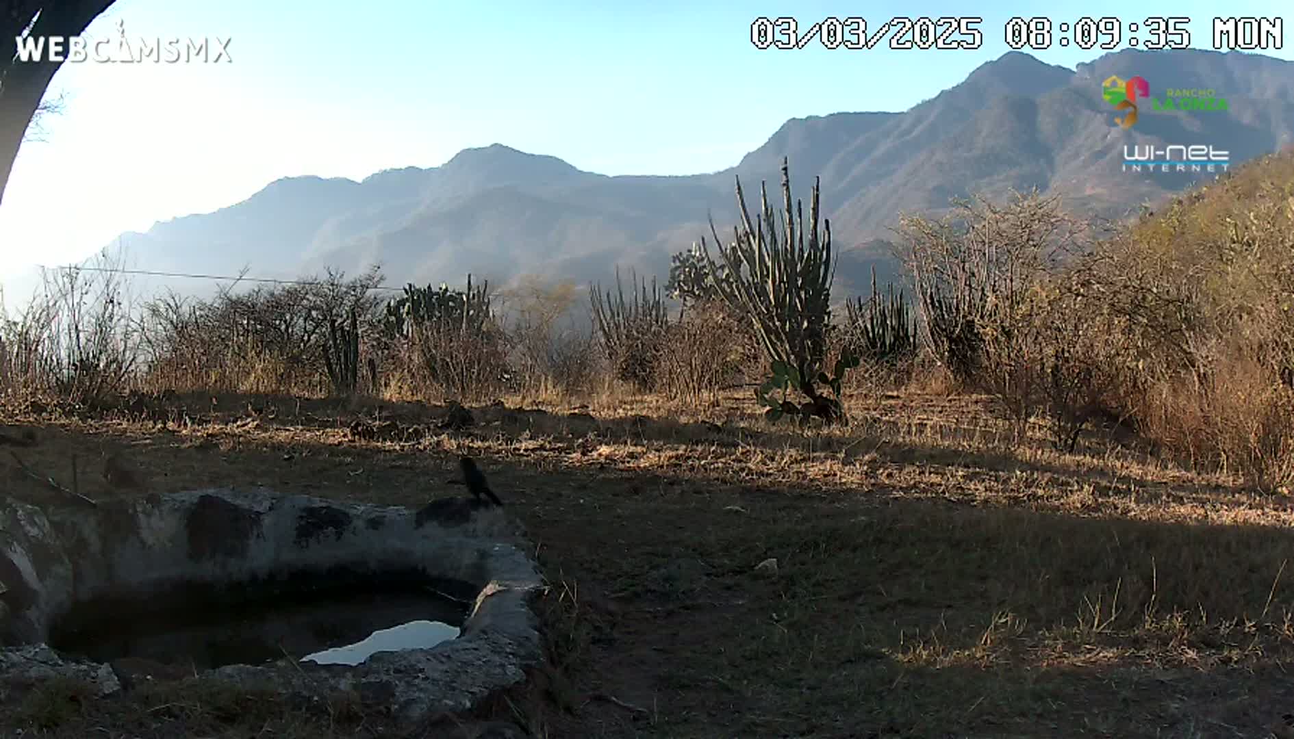 A bird stands near a small, stone basin of water in a dry, sparsely vegetated landscape under a clear, sunny sky with mountains in the background.