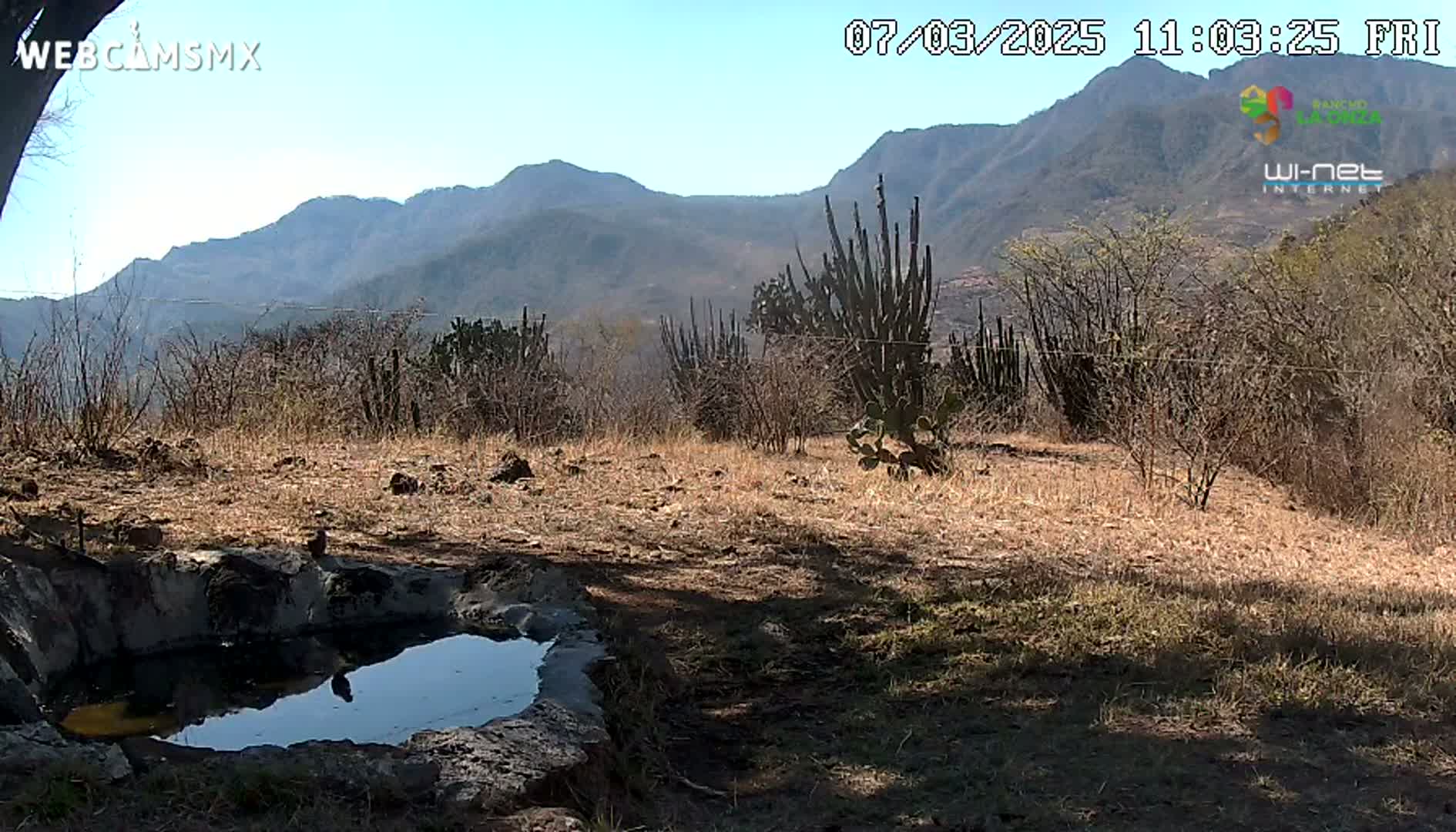 A small, shallow pool of water sits in a rocky basin on dry, brown land, with tall cacti and scrubby trees in the foreground and a range of mountains under a clear blue sky in the background.