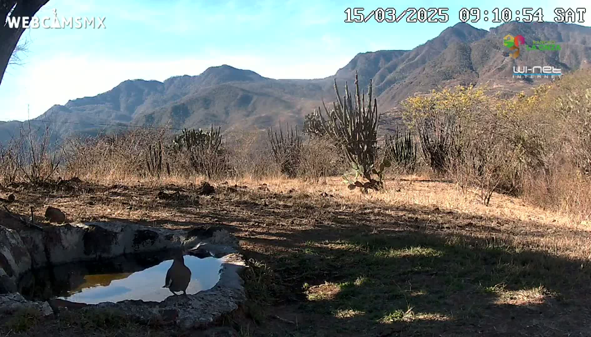 A bird stands by a small, still pool of water in a dry, mountainous area under a sunny sky.