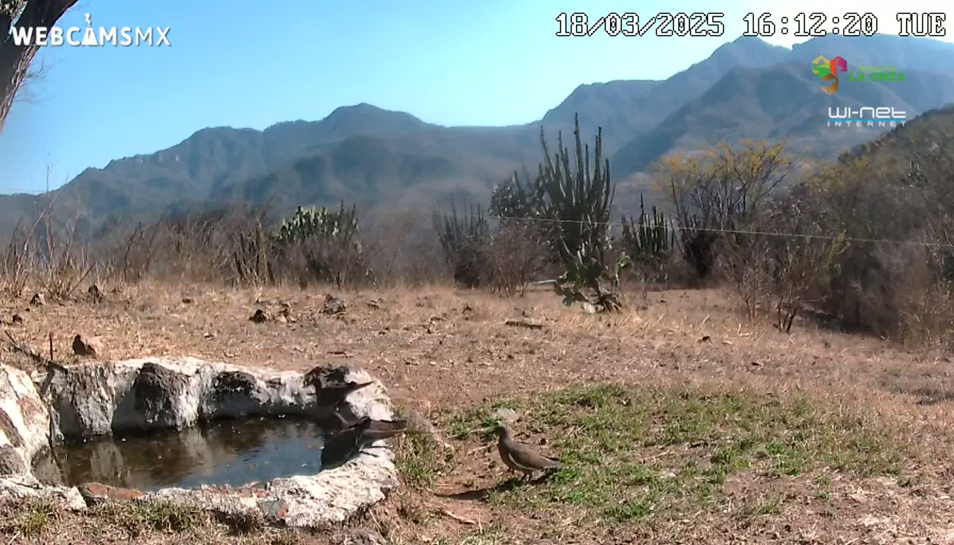 A rocky bird bath containing water sits in a dry, sparsely vegetated landscape under a clear blue sky, with mountains in the background.