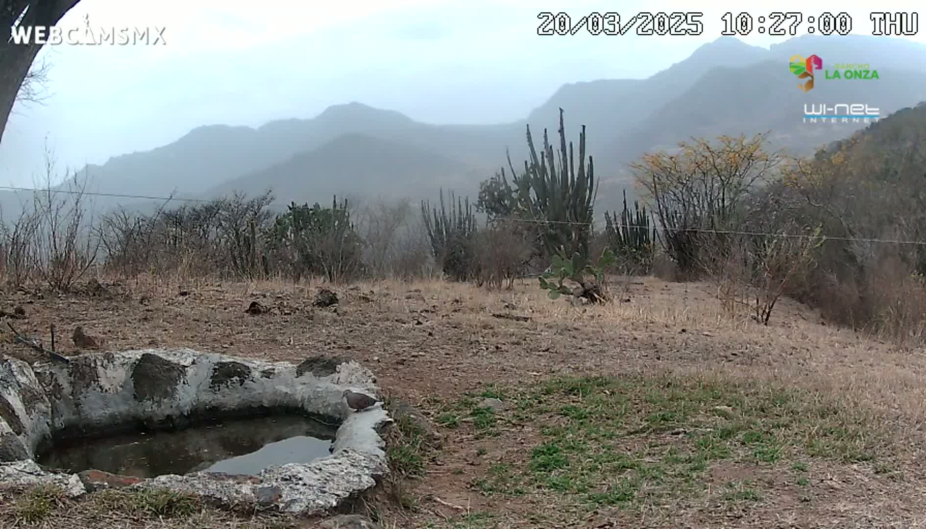 A bird sits near a stone water trough in a dry, sparsely vegetated landscape under a hazy, overcast sky, with mountains visible in the distance.