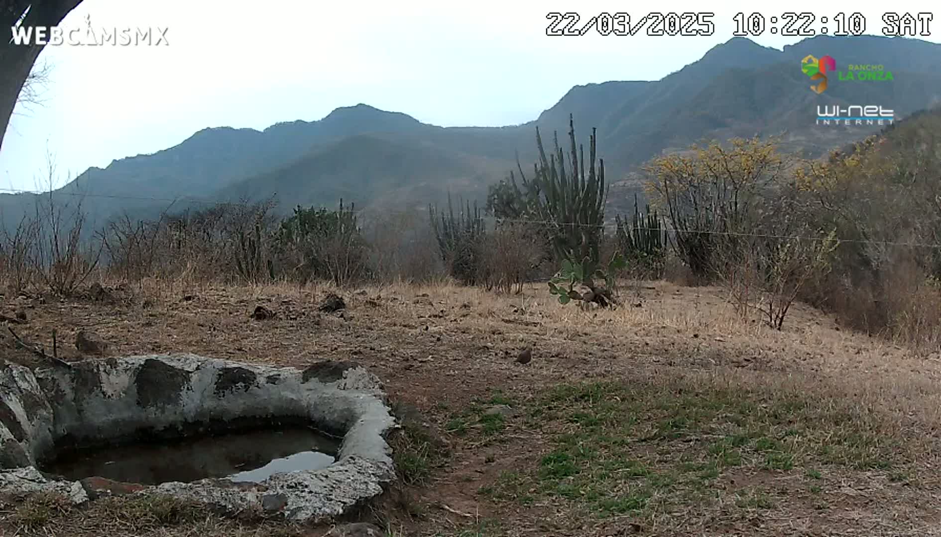 A low-lying, mostly dry, landscape with scrubby vegetation, a small stone basin containing water, and mountains in the background under a mostly clear sky.