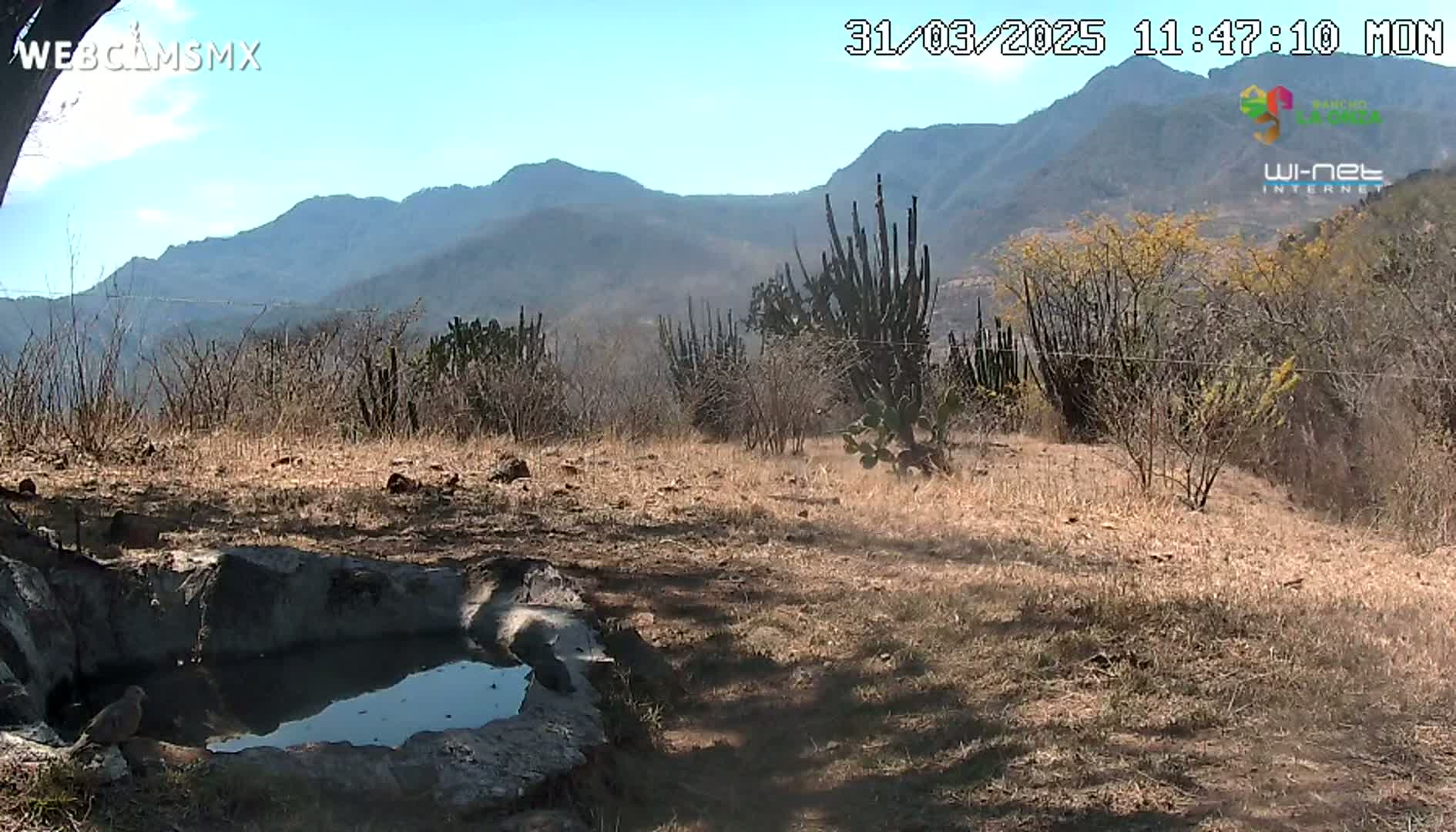 A bird stands near a small stone basin of water in a dry, scrubby landscape under a clear sky, with mountains visible in the background.