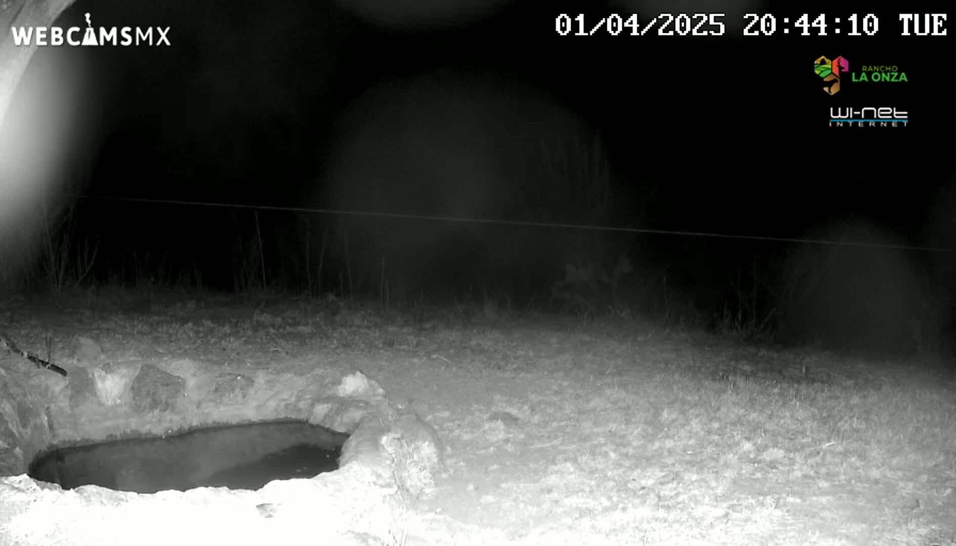 A nighttime, infrared view shows a small, shallow pool of water in a stone basin, surrounded by dry, sparse vegetation.