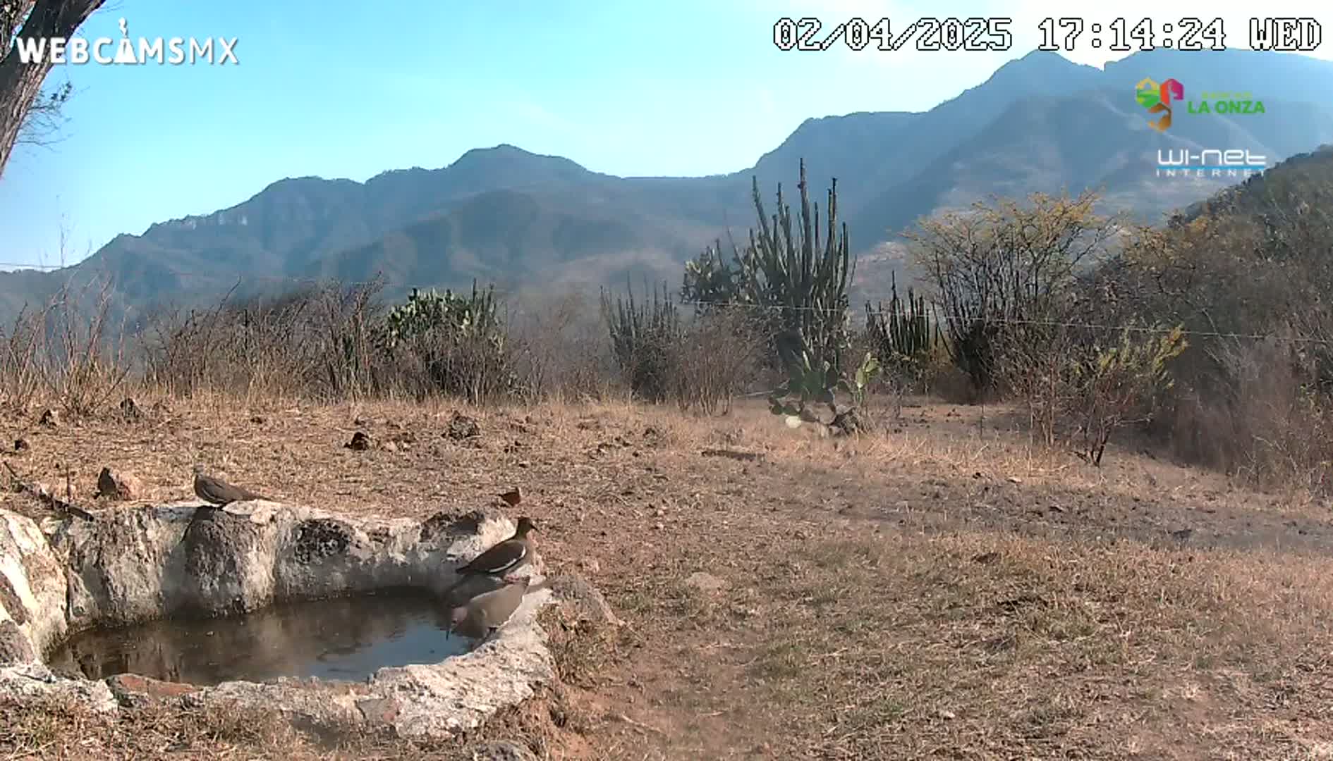 Several birds are gathered around a stone birdbath in a dry, mountainous landscape under a clear blue sky.