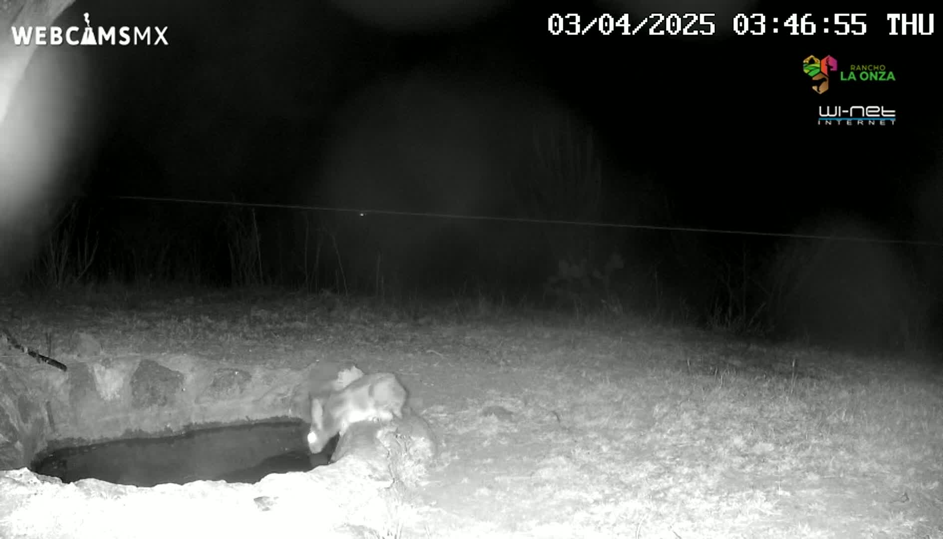 At night, a small animal drinks from a stone water trough in a grassy area.