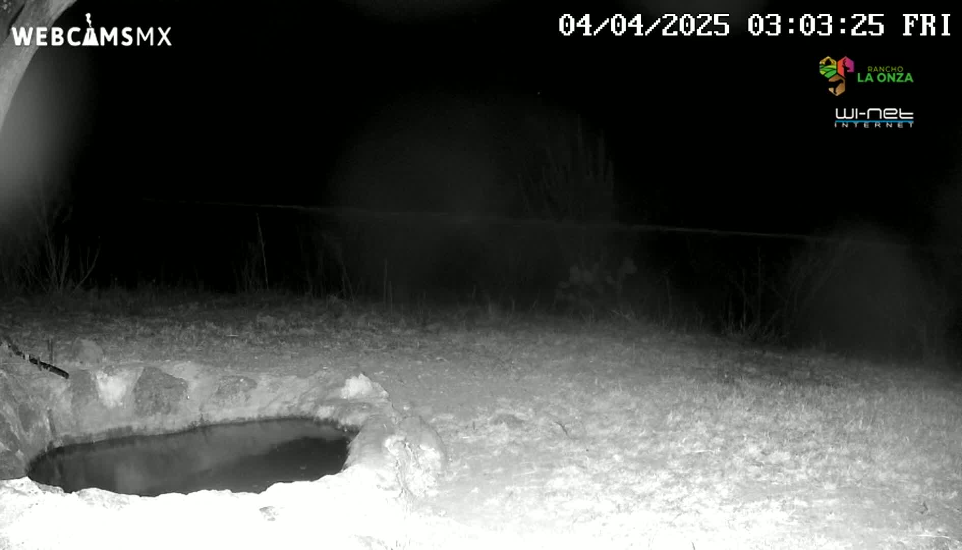 A nighttime, low-light image shows a small, dark pool of water in a stone basin, surrounded by dry, light-colored ground and sparse vegetation.