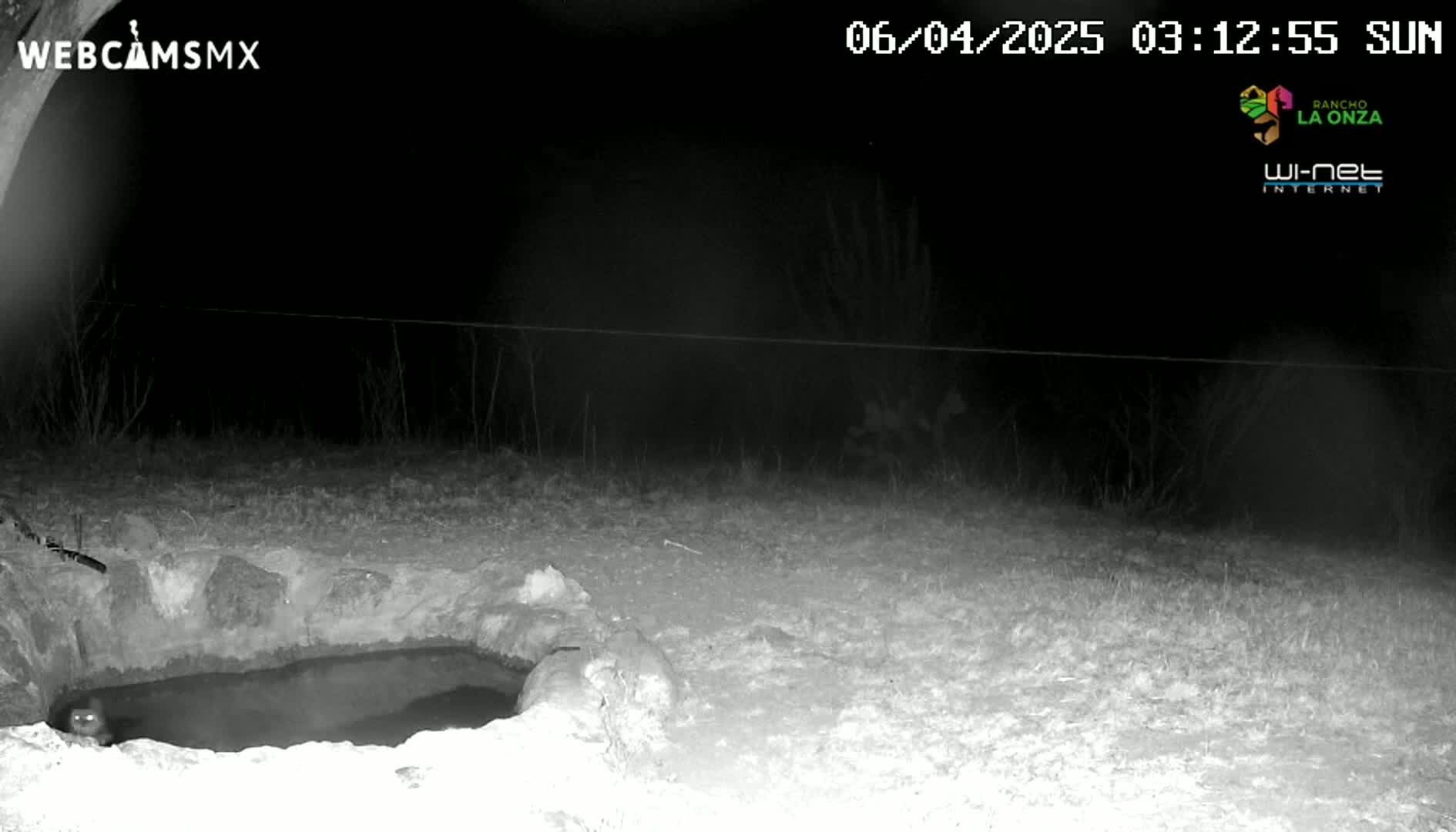 A small animal is near a stone-lined pool of water at night.