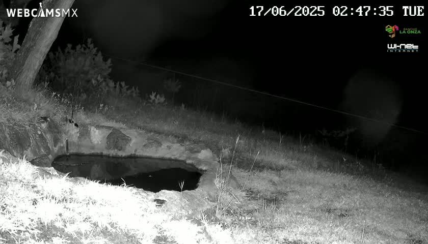 A nighttime infrared image shows a small, dark pool of water in a stone basin surrounded by grass.