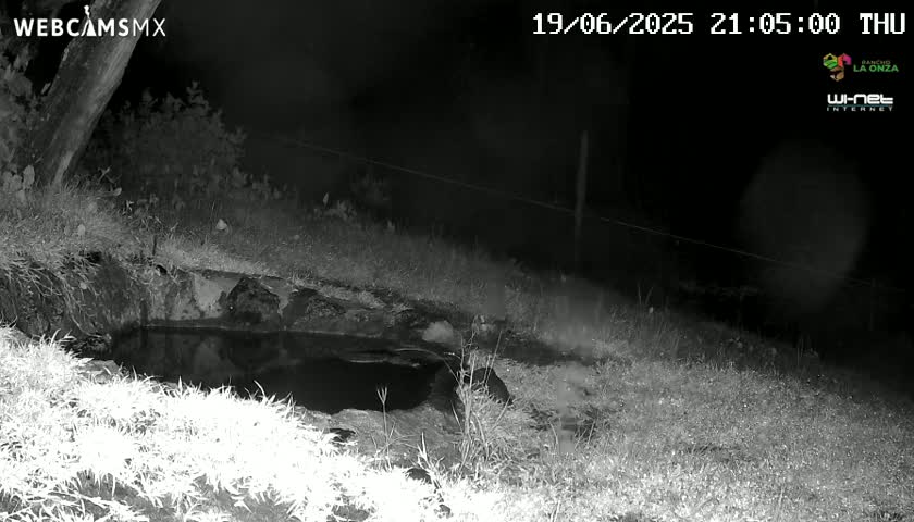 A nighttime, black-and-white image shows a small, dark pool of water surrounded by grass next to a tree.