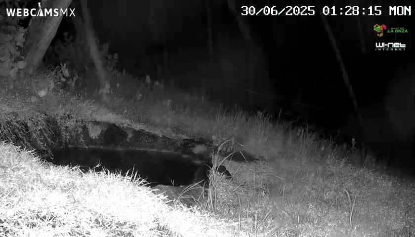 A nighttime infrared image shows a dark pool of water surrounded by tall grass in a wooded area.