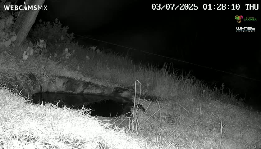 A nighttime, infrared image shows a small, dark body of water nestled in tall grass next to a tree.