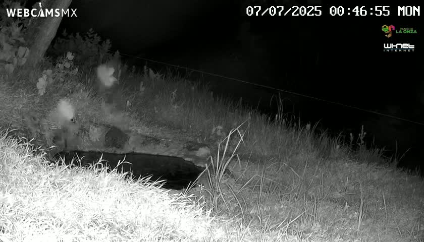 Rancho La Onza. Criadero Cattle Ranch Live Cam - San Luiz de la Paz, Guanajuato, Mexico