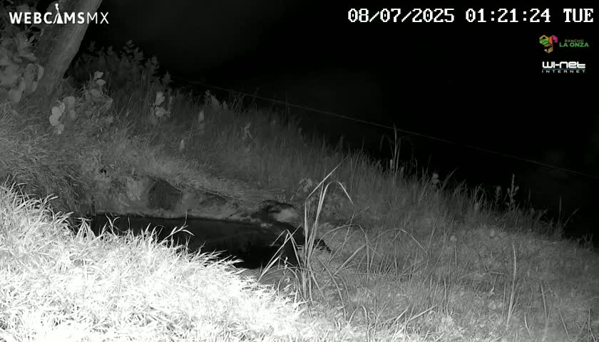 Rancho La Onza. Criadero Cattle Ranch Live Cam - San Luiz de la Paz, Guanajuato, Mexico