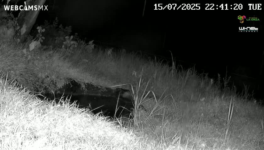 Rancho La Onza. Criadero Cattle Ranch Live Cam - San Luiz de la Paz, Guanajuato, Mexico