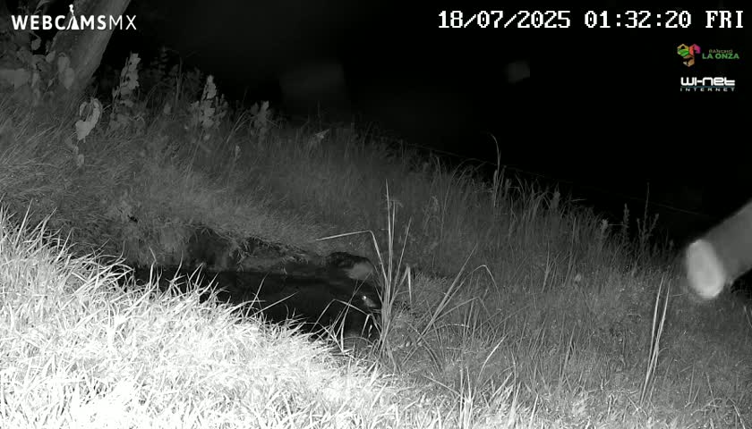 A dark-colored animal is partially visible in tall grass at night.