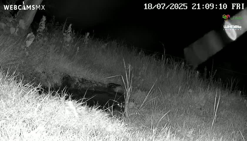 Rancho La Onza. Criadero Cattle Ranch Live Cam - San Luiz de la Paz, Guanajuato, Mexico