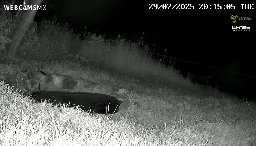 A dark-colored animal is partially visible in tall grass at night.