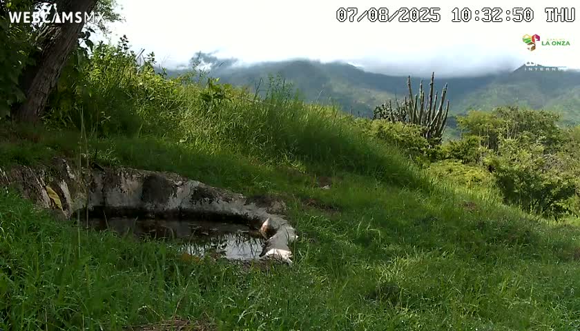 Rancho La Onza. Criadero Cattle Ranch Live Cam - San Luiz de la Paz, Guanajuato, Mexico