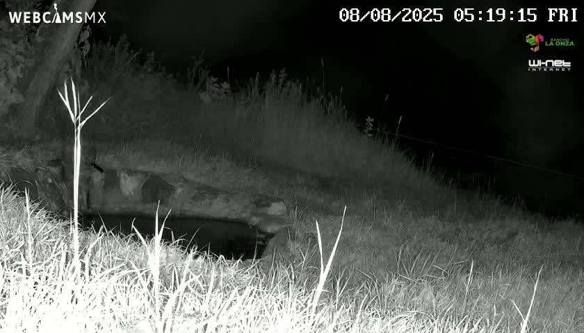 Rancho La Onza. Criadero Cattle Ranch Live Cam - San Luiz de la Paz, Guanajuato, Mexico