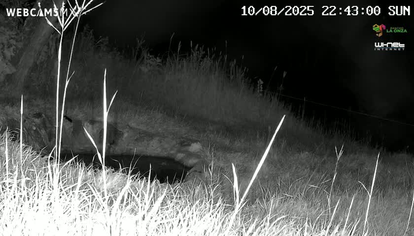 Rancho La Onza. Criadero Cattle Ranch Live Cam - San Luiz de la Paz, Guanajuato, Mexico