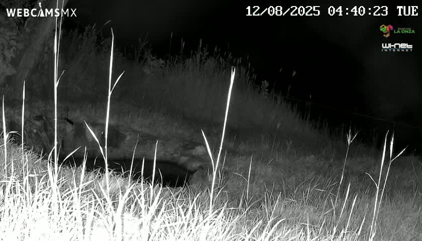 Rancho La Onza. Criadero Cattle Ranch Live Cam - San Luiz de la Paz, Guanajuato, Mexico