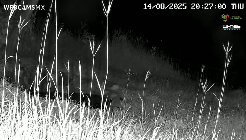 Rancho La Onza. Criadero Cattle Ranch Live Cam - San Luiz de la Paz, Guanajuato, Mexico