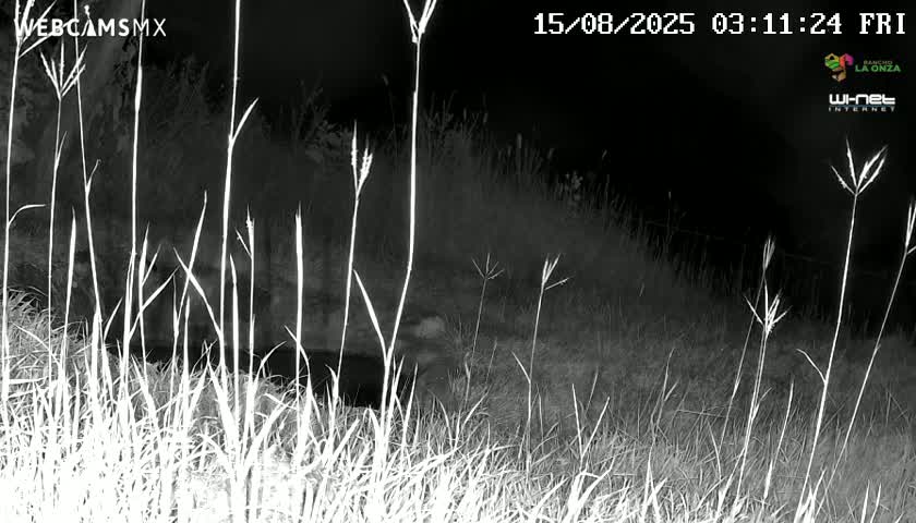 Rancho La Onza. Criadero Cattle Ranch Live Cam - San Luiz de la Paz, Guanajuato, Mexico