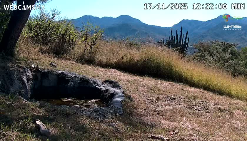 Rancho La Onza. Criadero Cattle Ranch Live Cam - San Luiz de la Paz, Guanajuato, Mexico