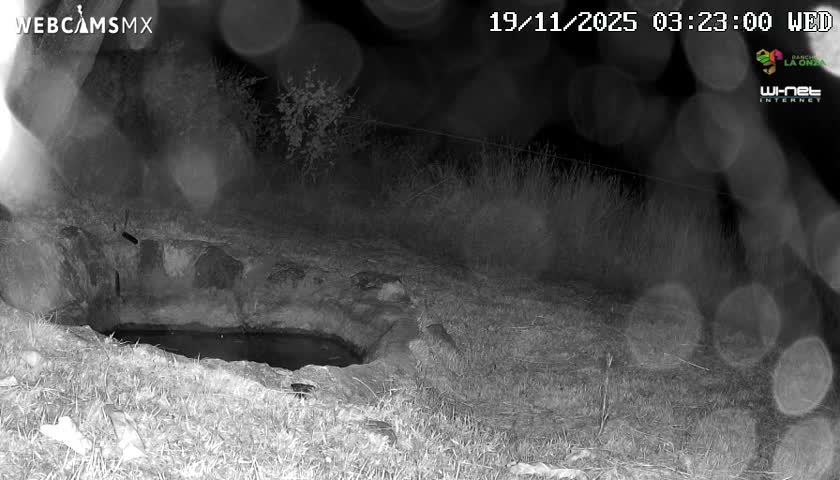 An infrared night vision image, blurred by apparent moisture on the lens, shows a small dark animal near a rock-lined watering hole amidst grass and trees in a natural outdoor setting at night.