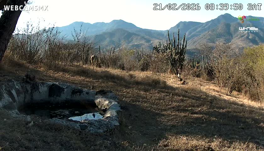 Rancho La Onza. Criadero Cattle Ranch Live Cam - San Luiz de la Paz, Guanajuato, Mexico