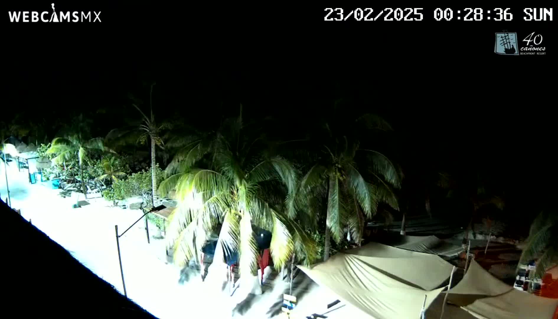 A nighttime beach scene shows palm trees and several light-colored canopies under a clear, dark sky.