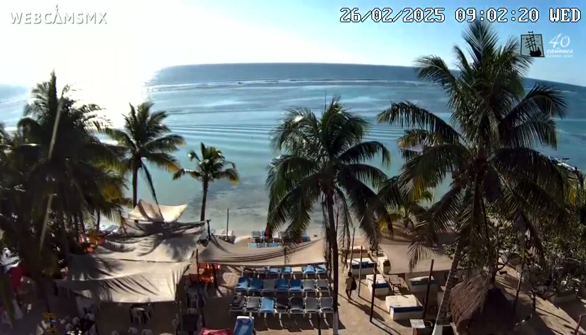 A beach scene on a sunny day shows palm trees surrounding a sandy beach with lounge chairs and umbrellas, overlooking calm, light blue ocean water.