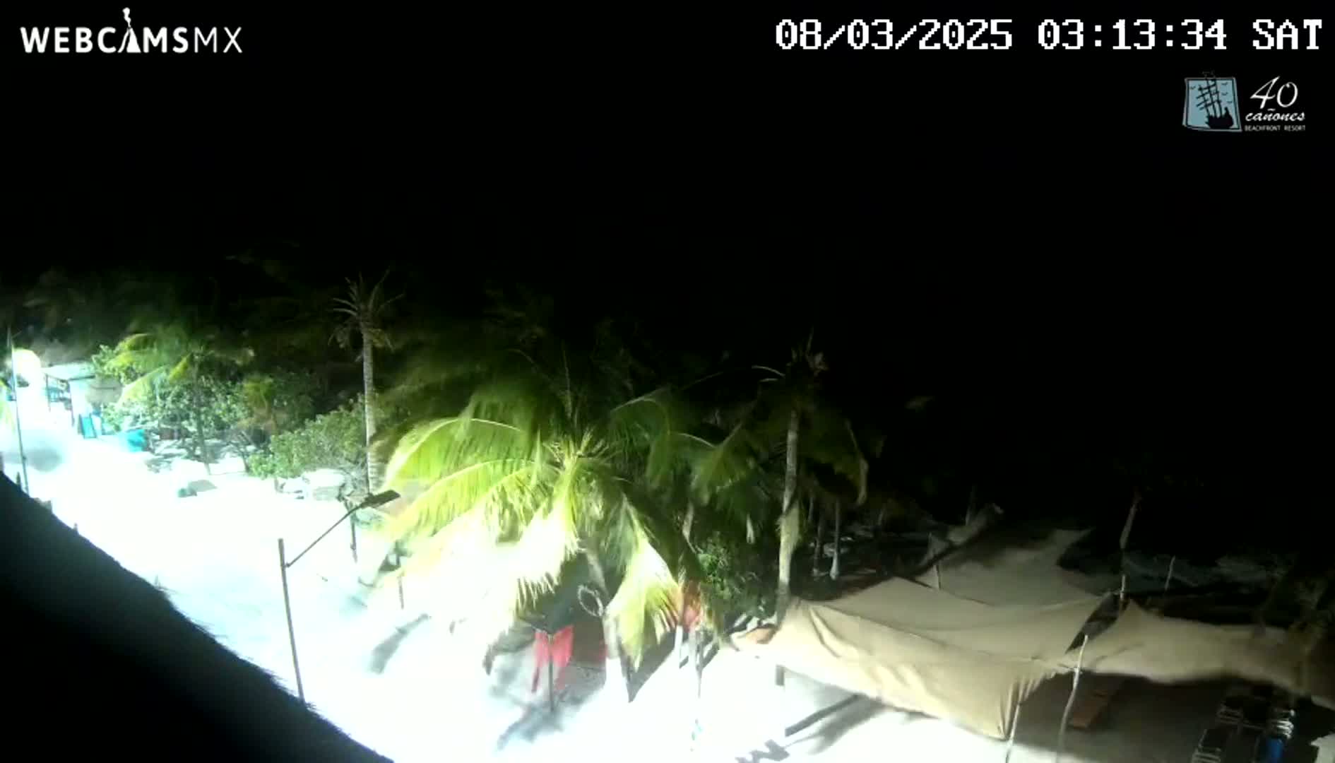 An illuminated nighttime beach scene shows palm trees swaying gently in the breeze under a clear, dark sky.