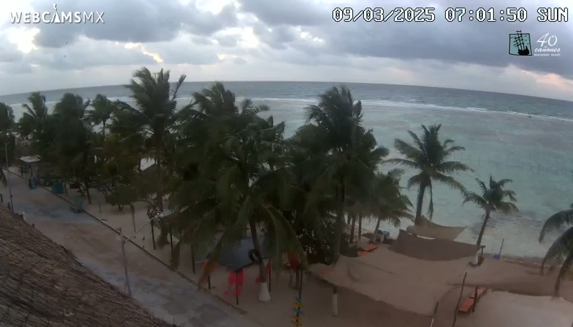 A beach scene with palm trees swaying in the wind under a cloudy sky, overlooking a calm ocean.