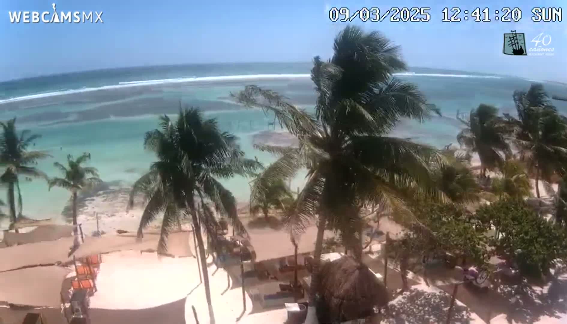 A beach scene with palm trees blowing in the wind, overlooking turquoise water with gentle waves under a sunny sky.