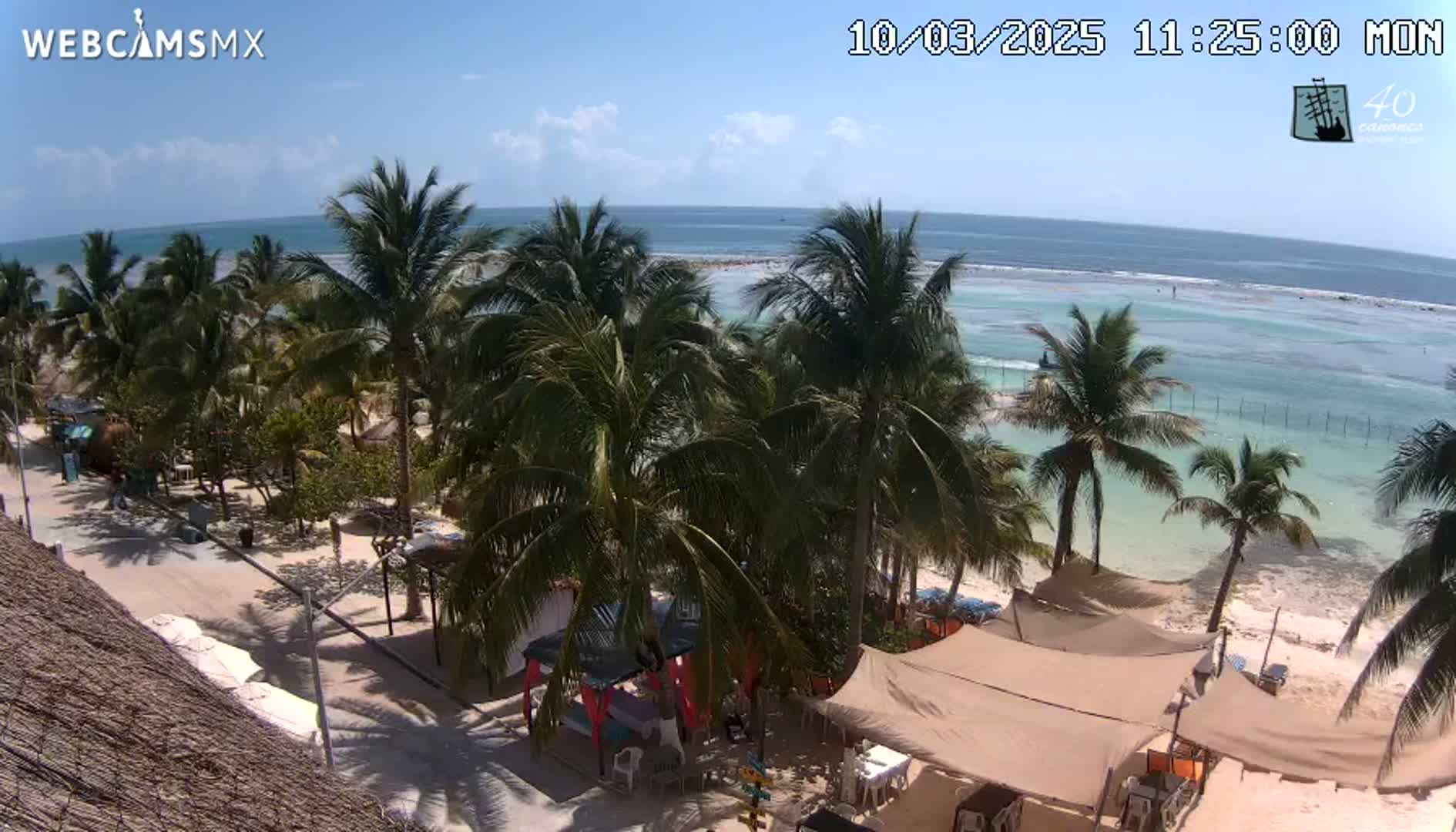 A sunny beach scene with palm trees, beach umbrellas, and a calm, light-blue ocean.