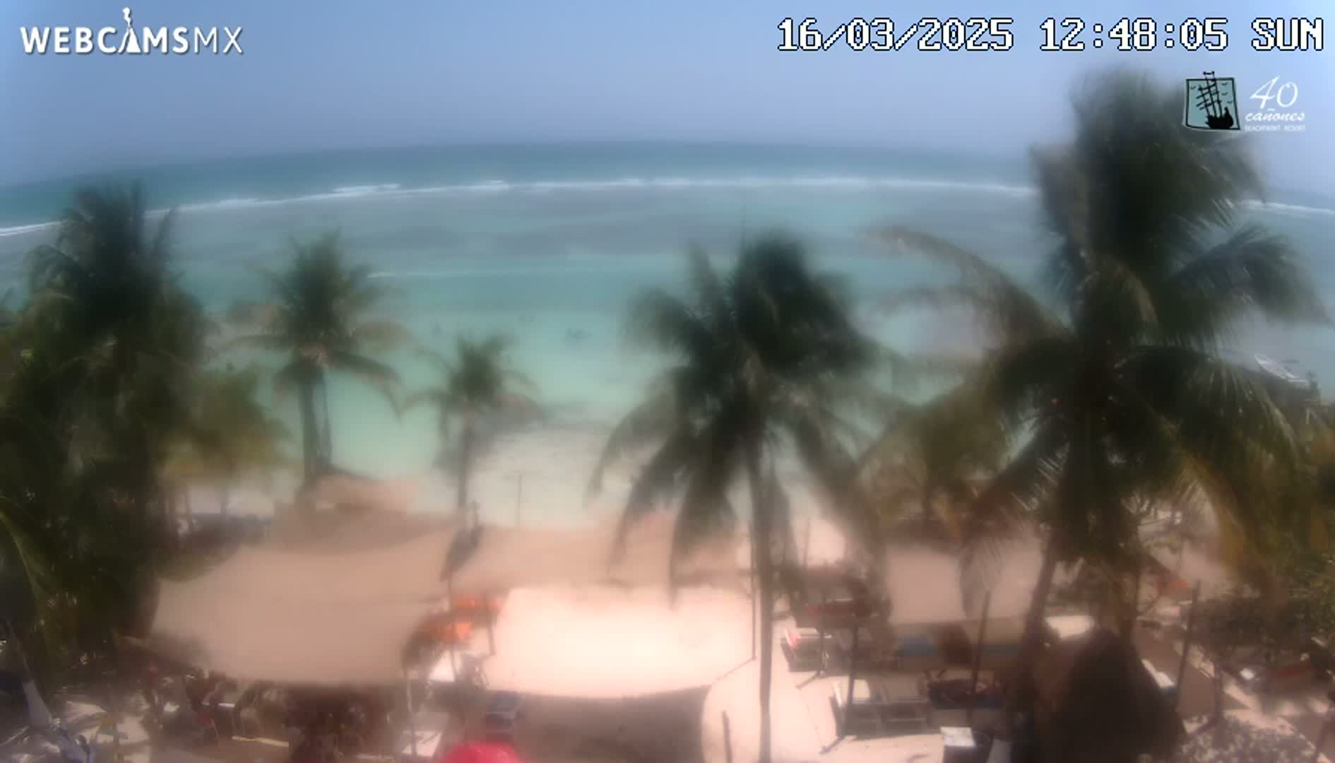 A hazy view of a beach with palm trees swaying in the wind, overlooking a calm, light-blue ocean under a mostly clear sky.