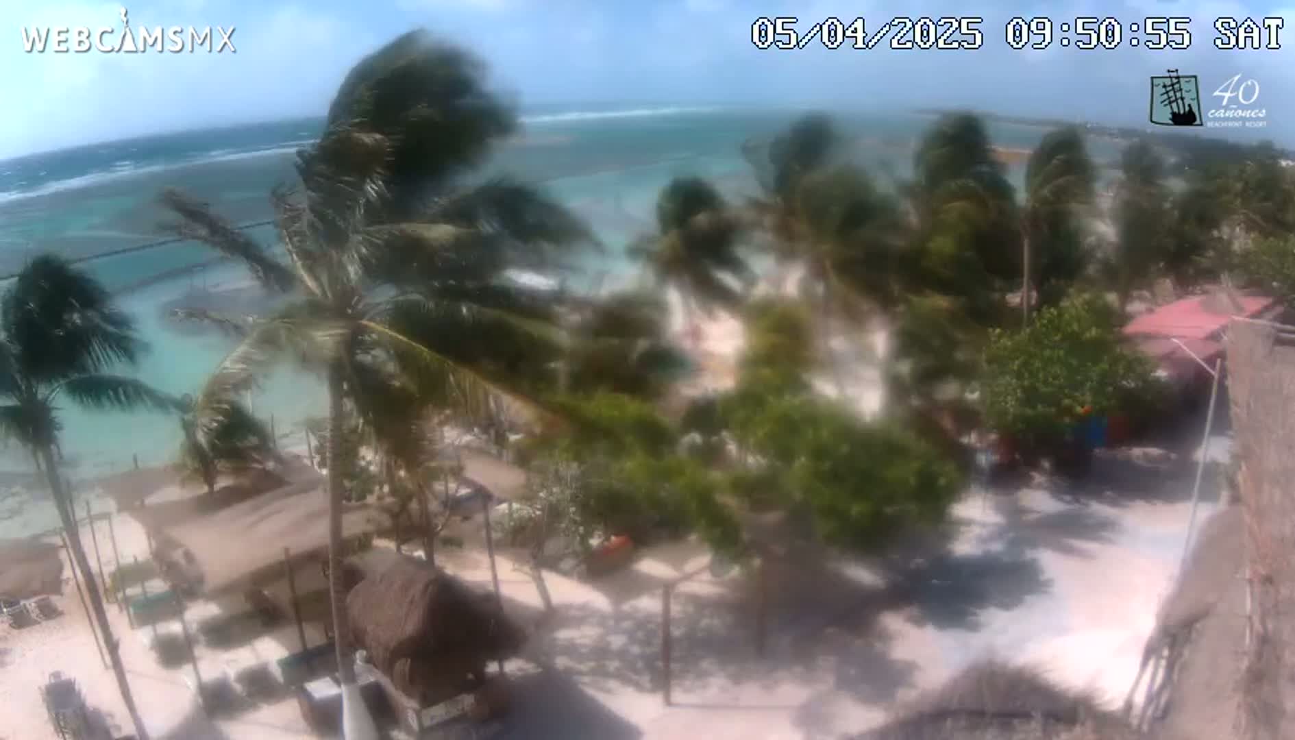 A windy, sunny day at a beachside location shows palm trees blowing in the breeze, with ocean waves visible in the background, and buildings and vegetation in the foreground.