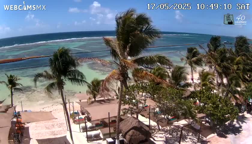 A beach scene on a sunny day shows a calm ocean with a sandy shoreline, palm trees, and beach umbrellas.