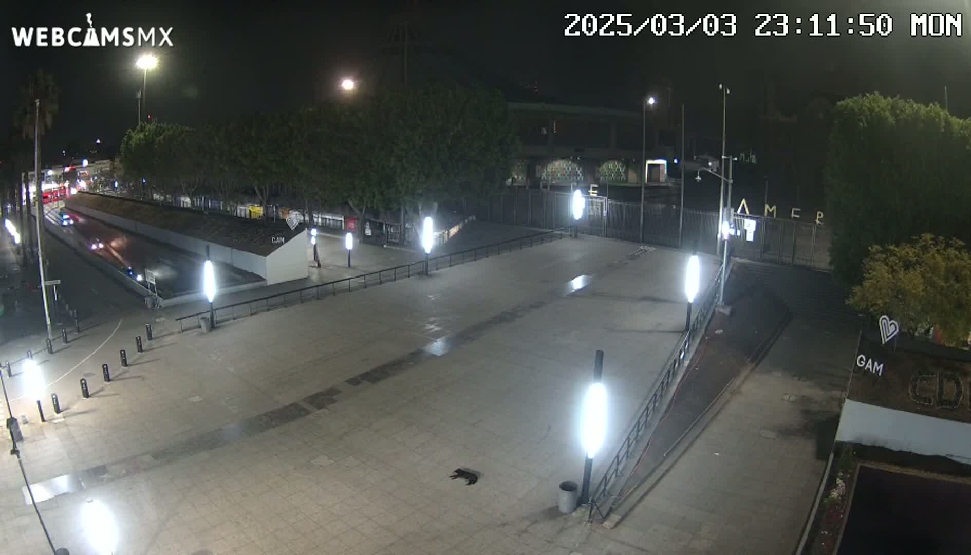 A nighttime view of a paved plaza with several lights, some trees, a road with sparse traffic, and a dark-colored animal lying on the ground.