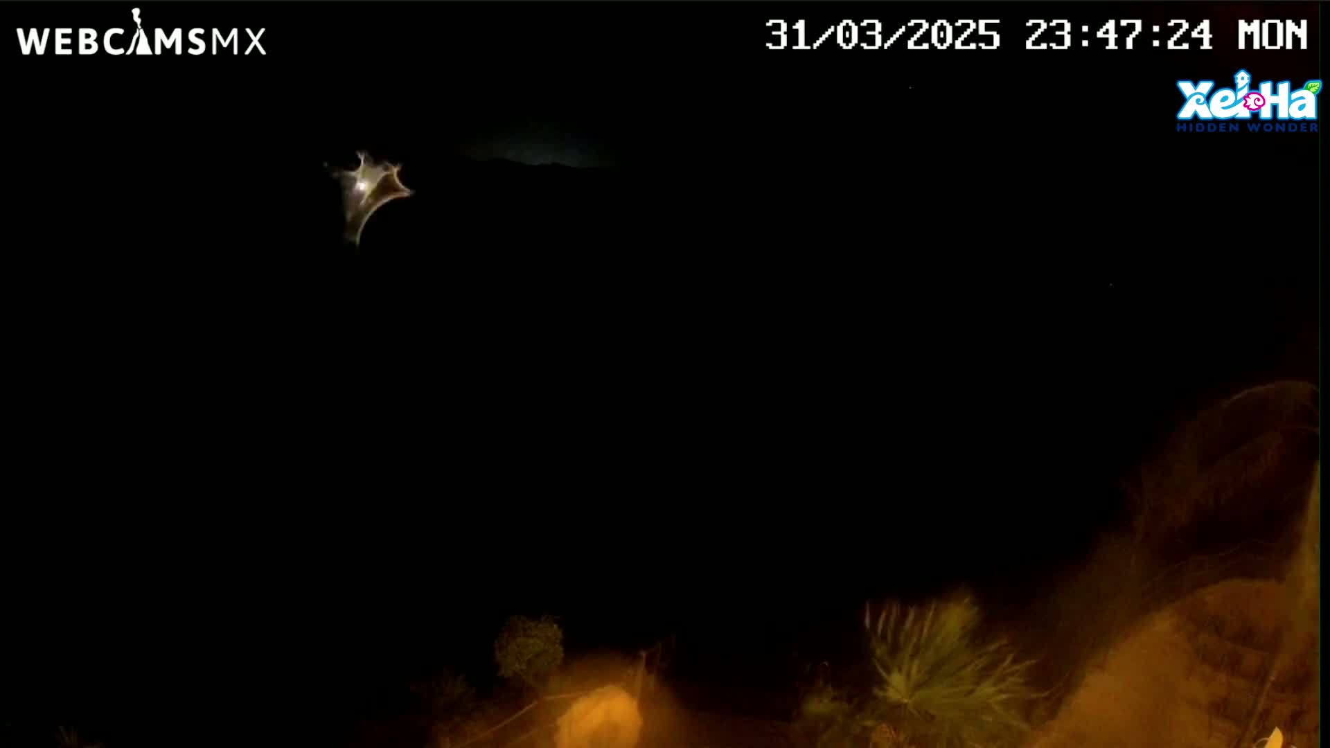 A bright, star-like object is visible in the night sky above a dark landscape with some vegetation at the bottom.
