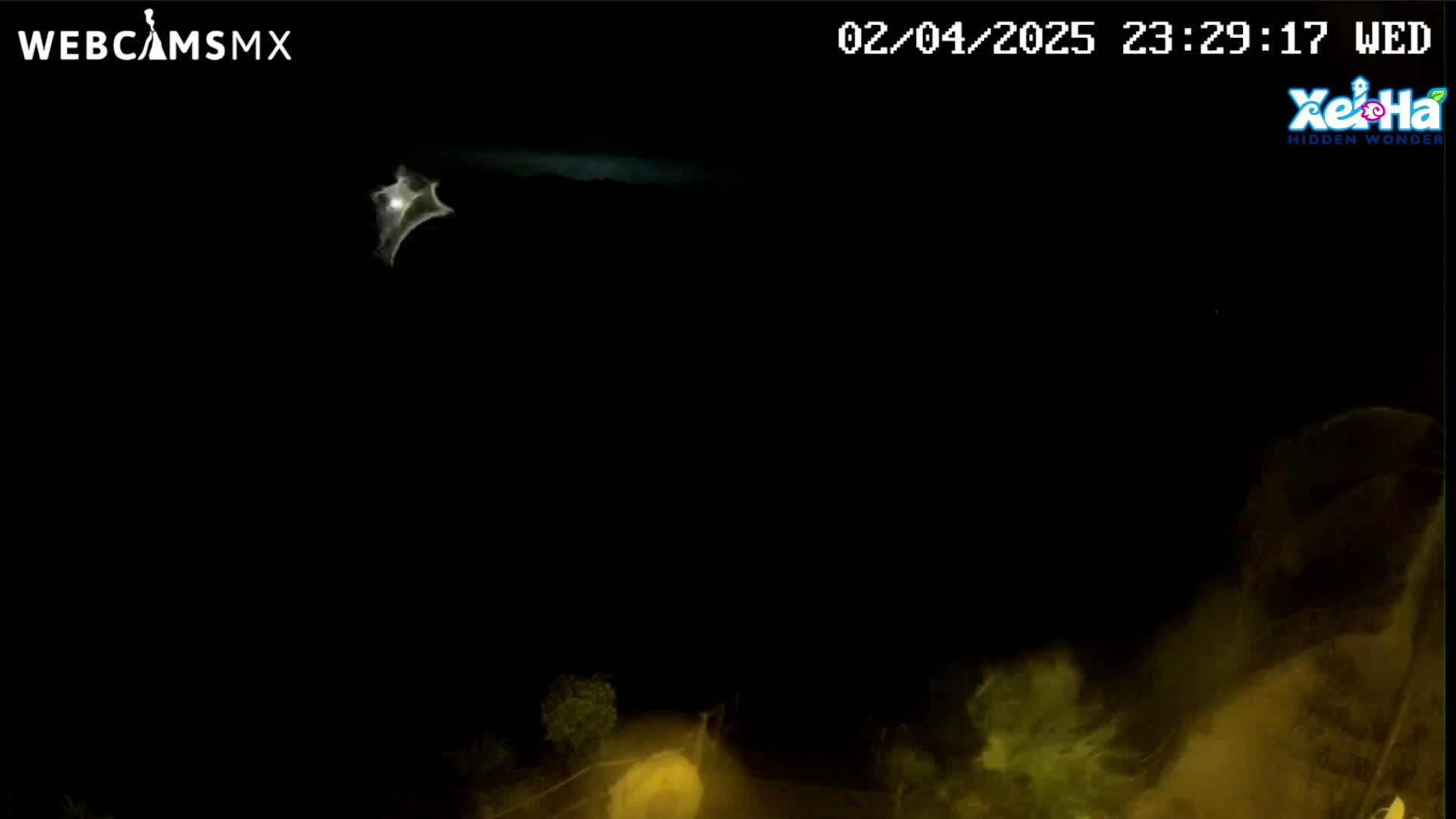 A bright, star-like object is visible in the night sky above dimly lit, low vegetation.