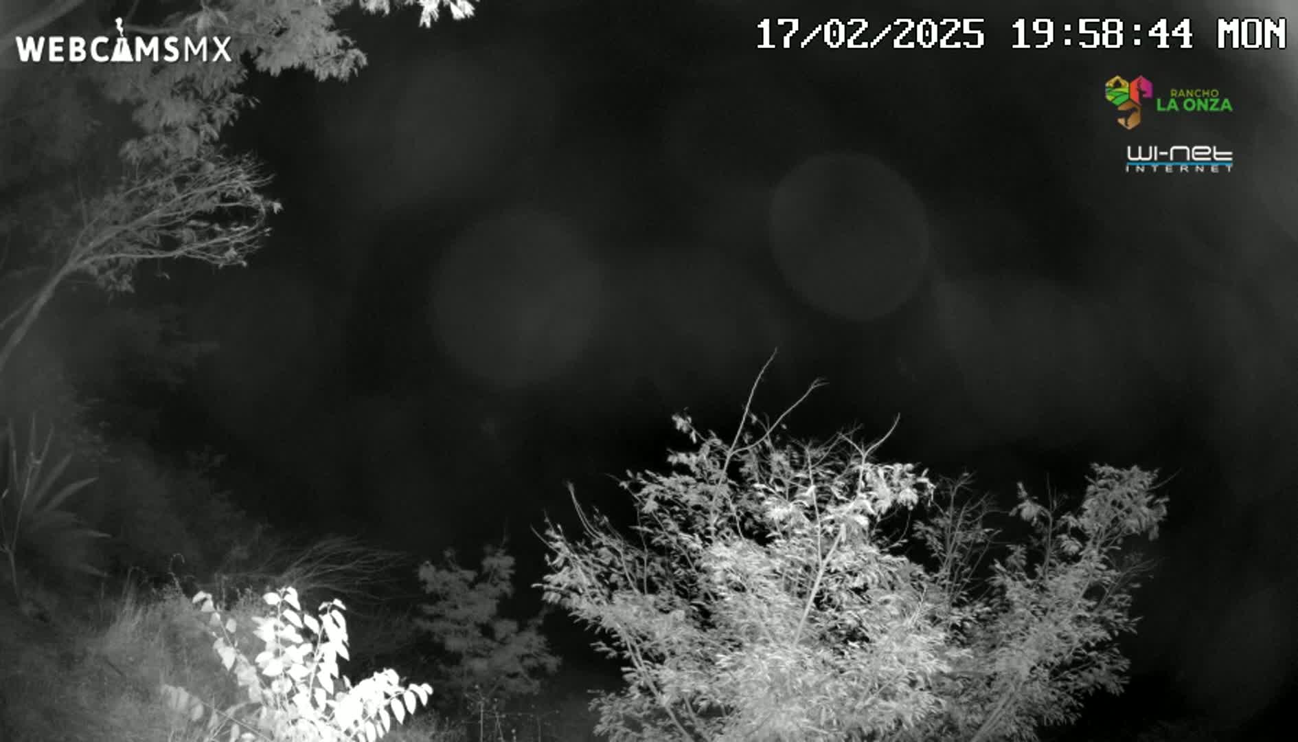 A nighttime, black-and-white image shows bare tree branches against a dark sky.